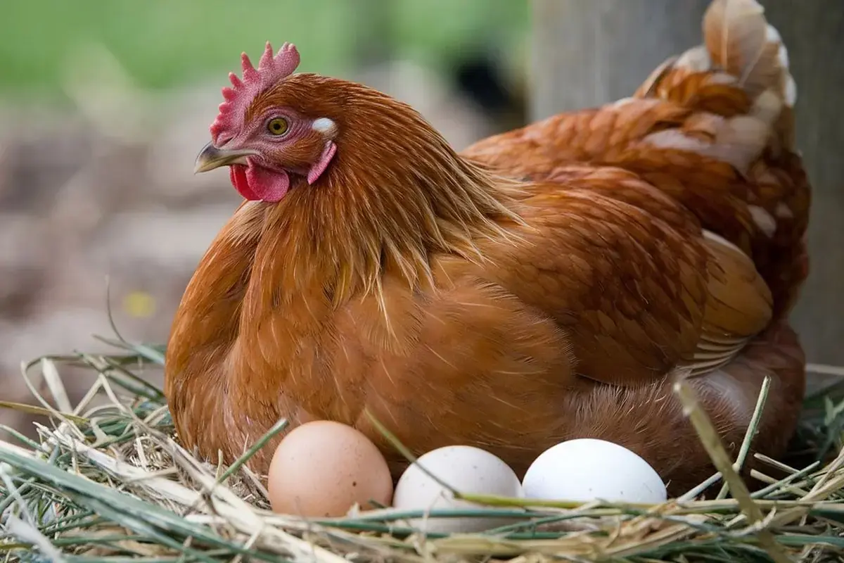 Laying hen on her nest with her eggs