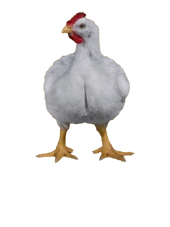 White hen