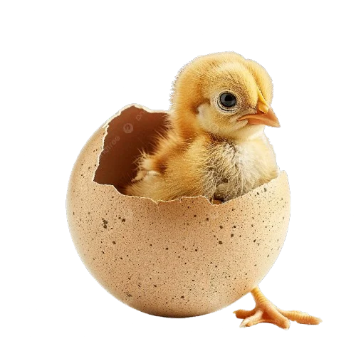 Chick hatching from its shell