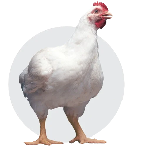 White hen