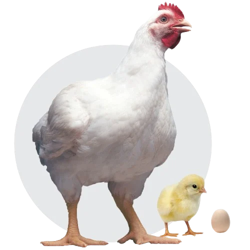 Hen, chick and egg