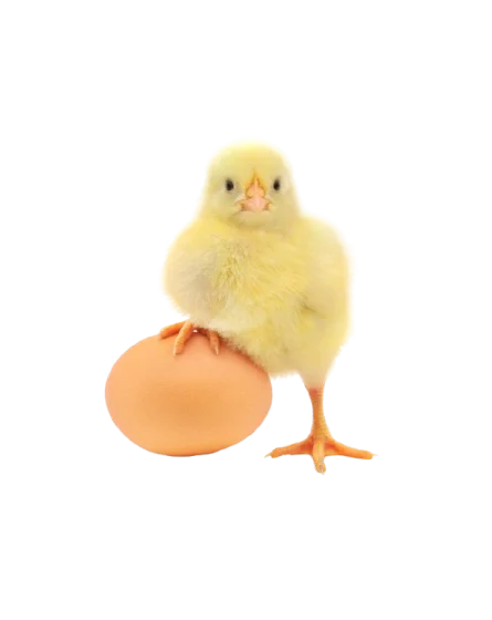 Yellow chick standing on an egg